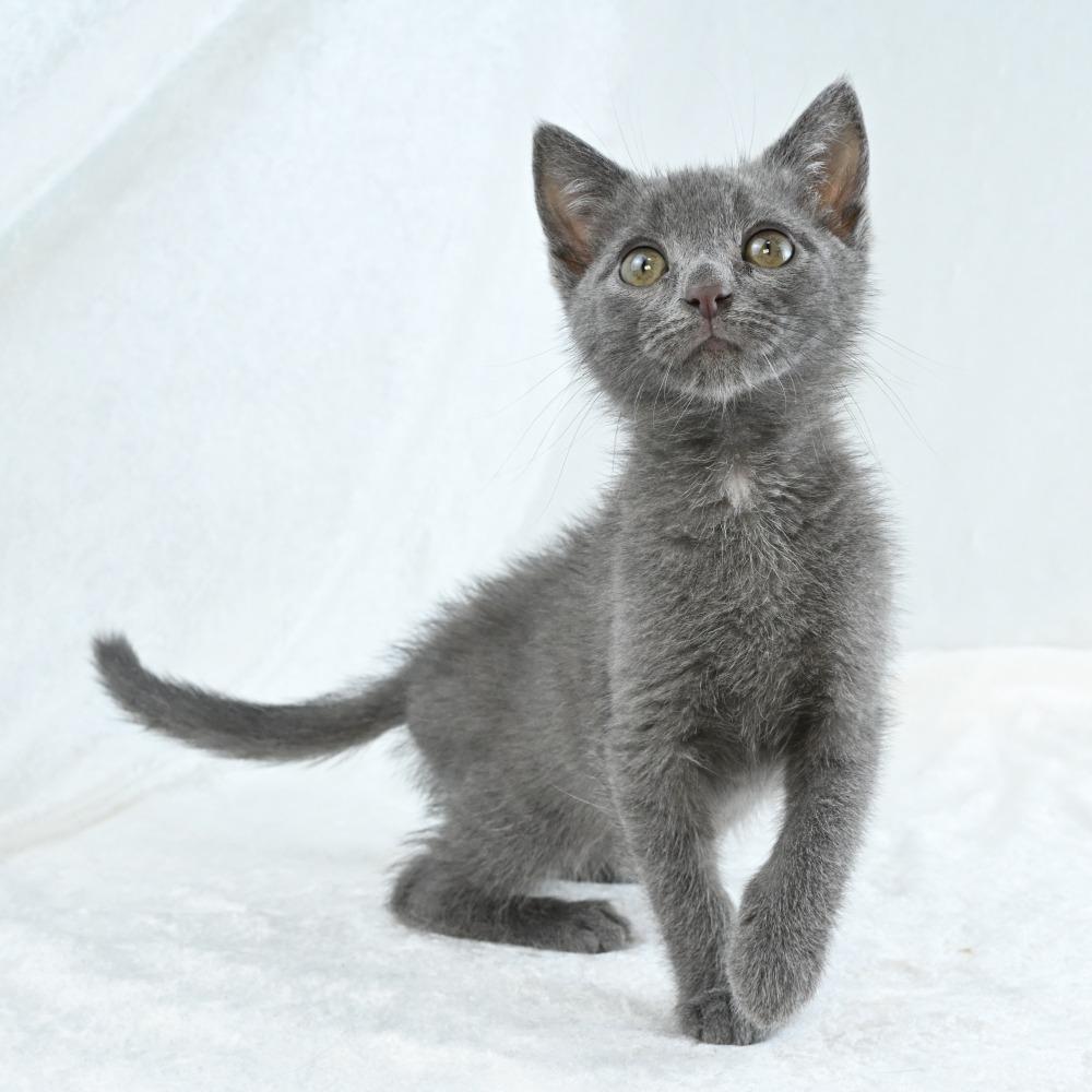 Stormy, a Adoptable Domestic Short Hair in Mobile, AL image 6/6