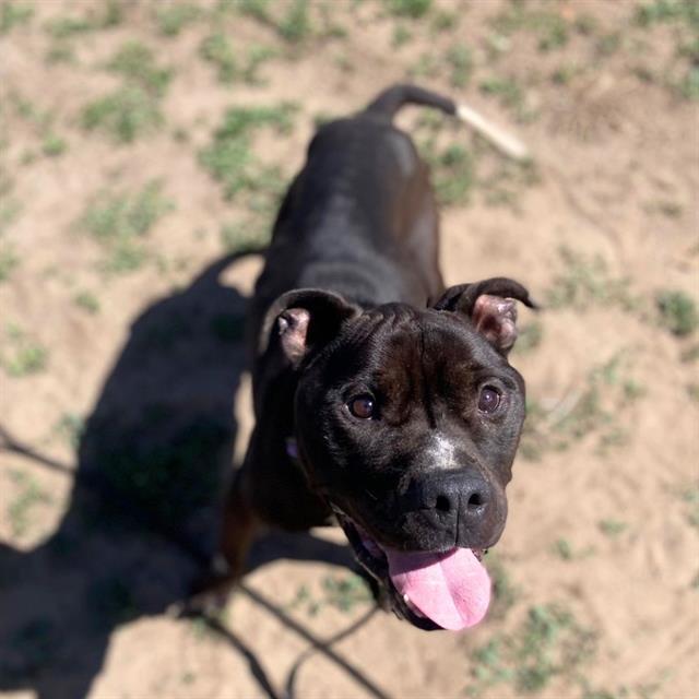 BEANS, Adoptable, Young Male Pit Bull Terrier.