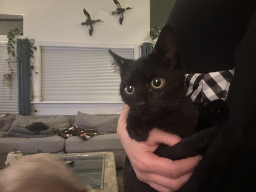 Ollie, Adoptable, Kitten Male Domestic Short Hair.