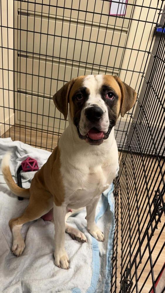 AC Chadron (Papa), Adopted, Young Male Saint Bernard & Boxer.