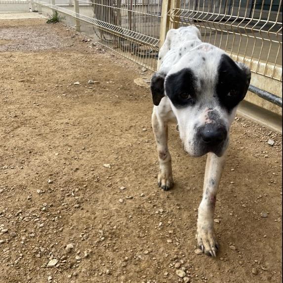 Apollo, a Adoptable Mixed Breed in Bentonville, AR image 1/4