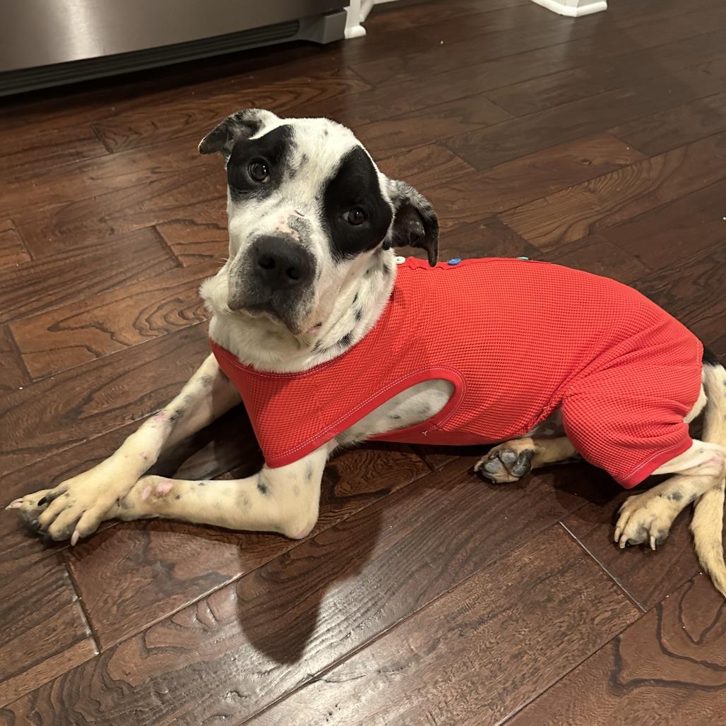 Apollo, a Adoptable Mixed Breed in Bentonville, AR image 1/6