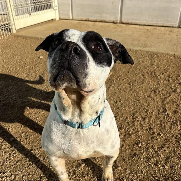 Apollo, a Adoptable Mixed Breed in Bentonville, AR image 2/6