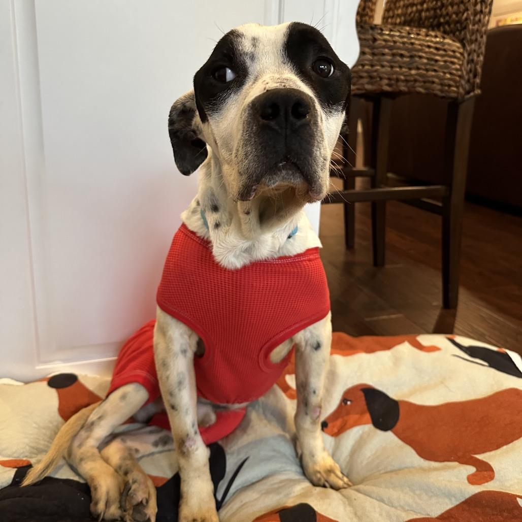 Apollo, a Adoptable Mixed Breed in Bentonville, AR image 3/6