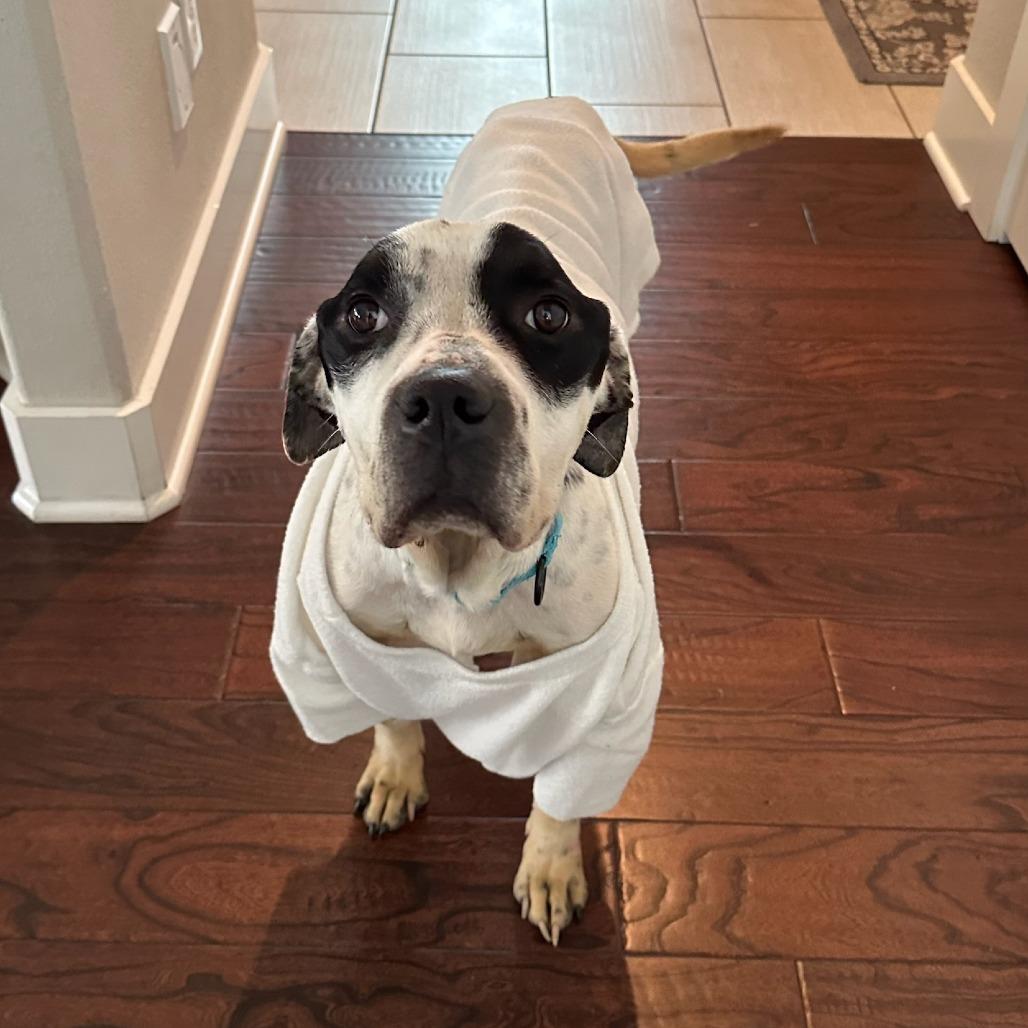 Apollo, a Adoptable Mixed Breed in Bentonville, AR image 2/4