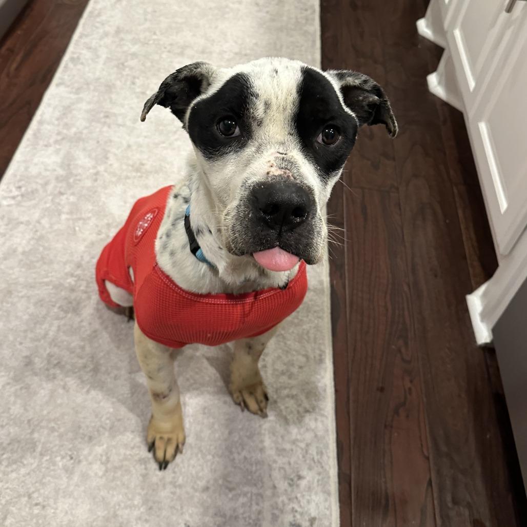 Apollo, a Adoptable Mixed Breed in Bentonville, AR image 5/6