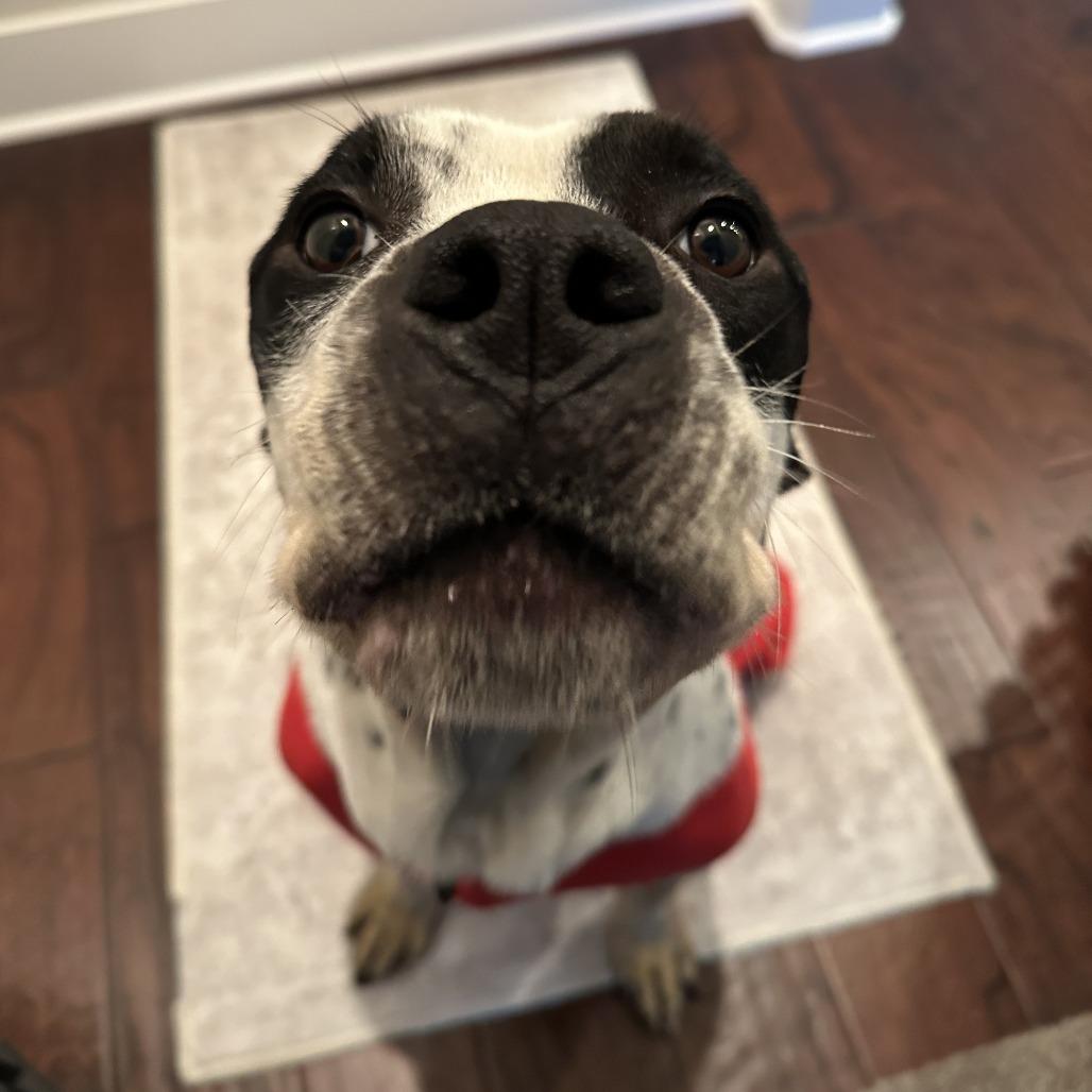 Apollo, a Adoptable Mixed Breed in Bentonville, AR image 6/6