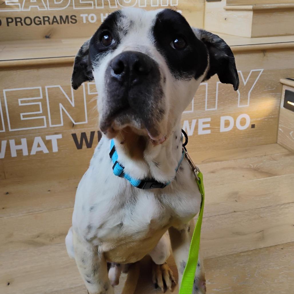 Apollo, a Adoptable Mixed Breed in Bentonville, AR image 3/4