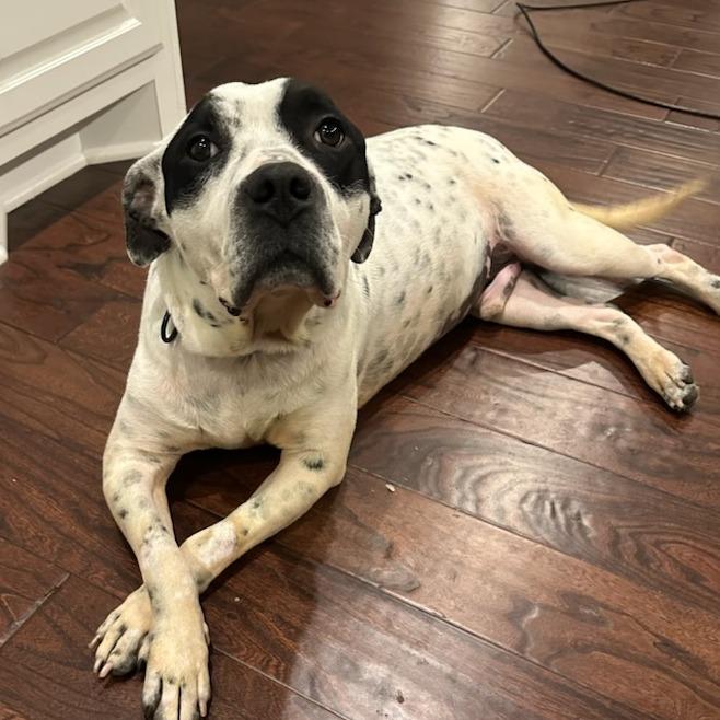 Enlarge Apollo, a Adoptable Mixed Breed in Bentonville, AR image 6/6