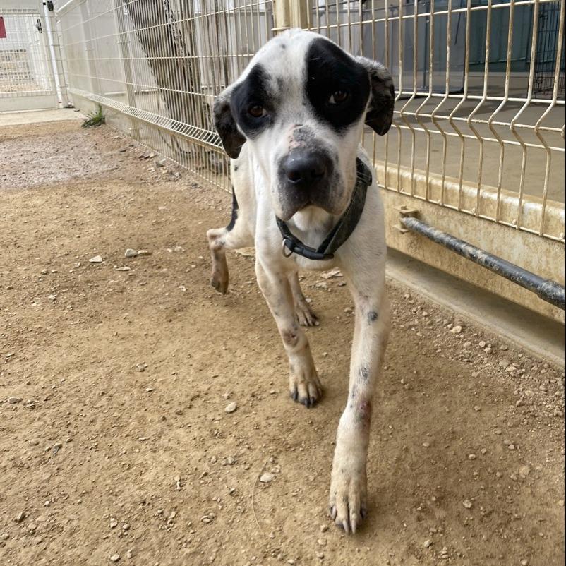 Apollo, a Adoptable Mixed Breed in Bentonville, AR image 4/4