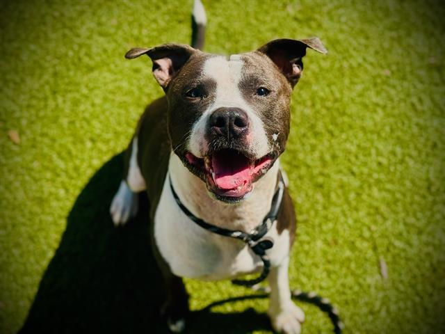 Enlarge THRAX, a Adoptable Pit Bull Terrier in Orlando, FL image 1/1