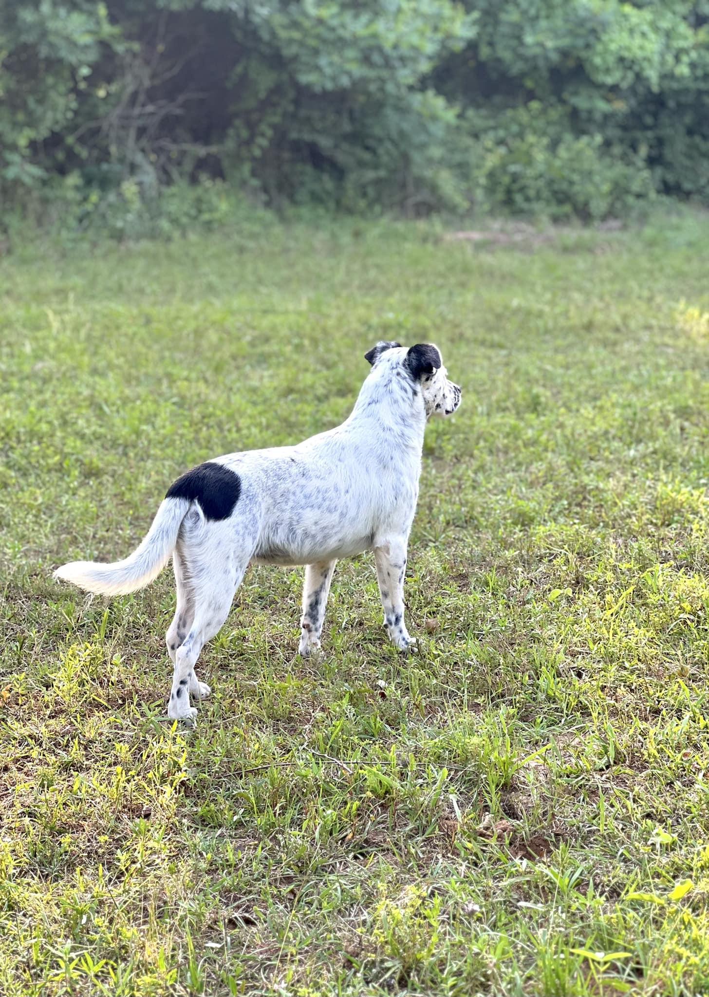 Enlarge Crumb, a Adoptable Mixed Breed in Itasca, TX image 3/6