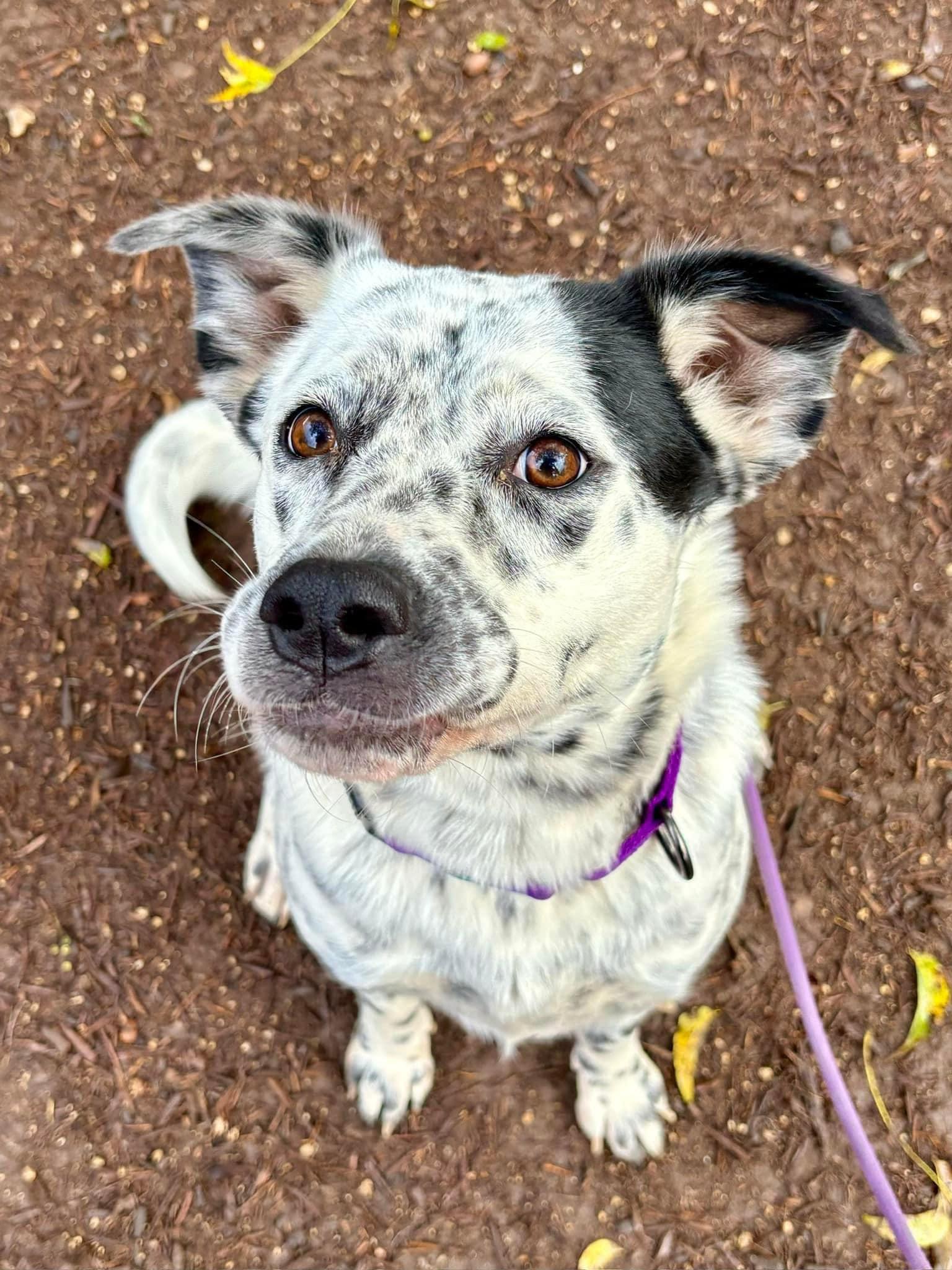 Enlarge Crumb, a Adoptable Mixed Breed in Itasca, TX image 2/6