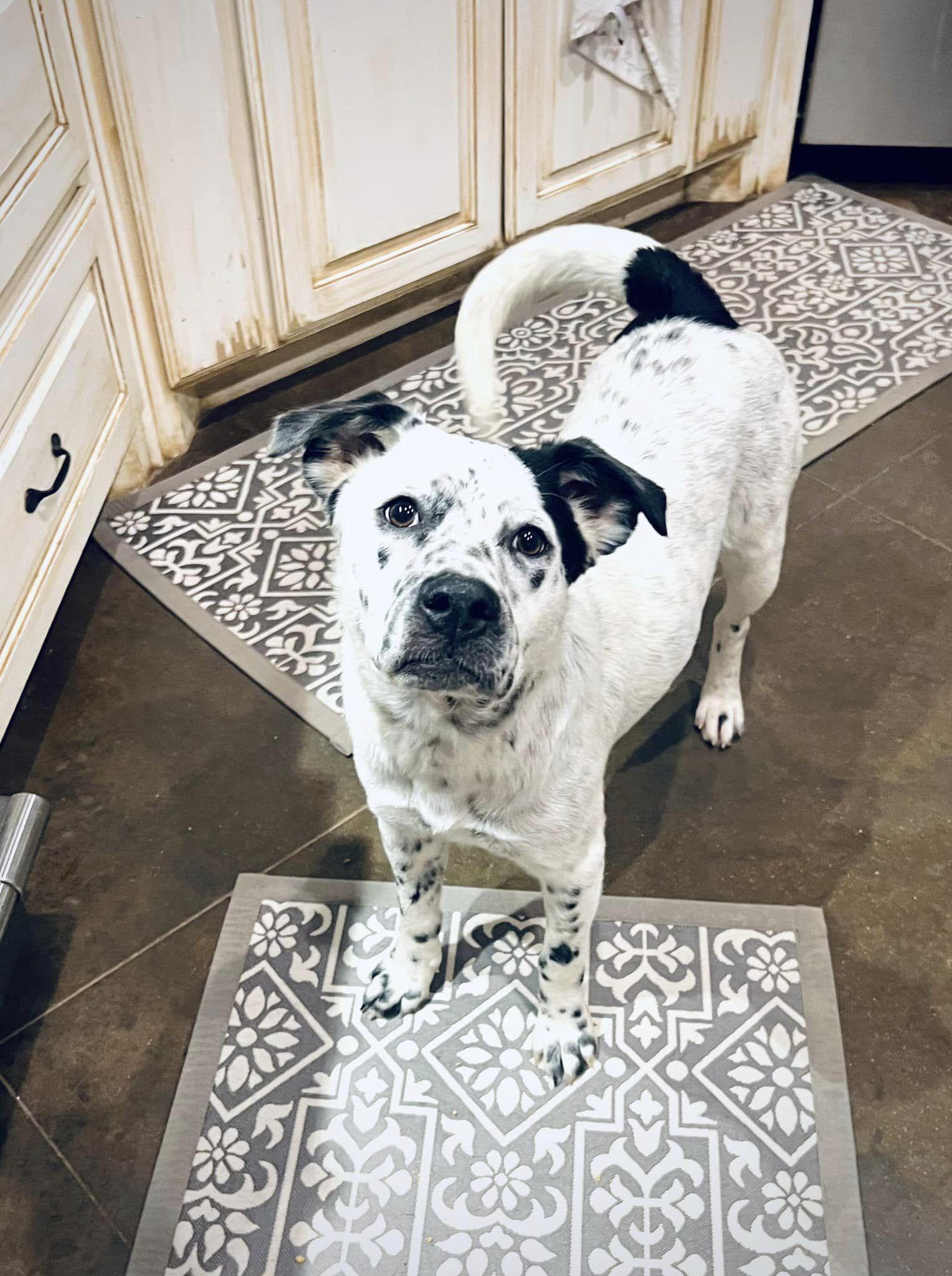 Enlarge Crumb, a Adoptable Mixed Breed in Itasca, TX image 4/6