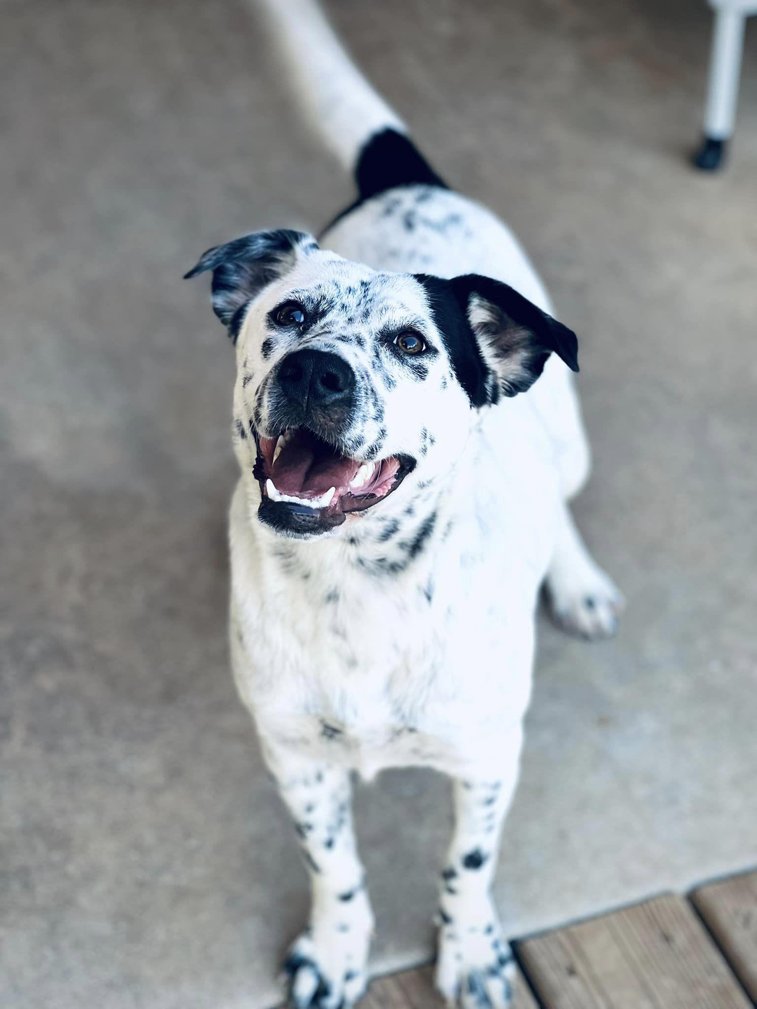 Enlarge Crumb, a Adoptable Mixed Breed in Itasca, TX image 1/6