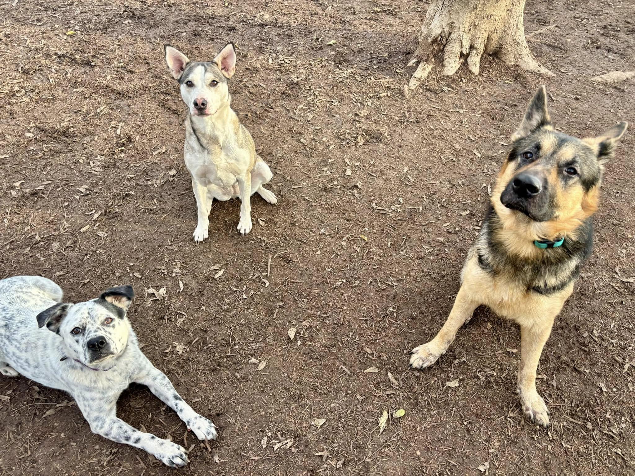 Enlarge Crumb, a Adoptable Mixed Breed in Itasca, TX image 5/6