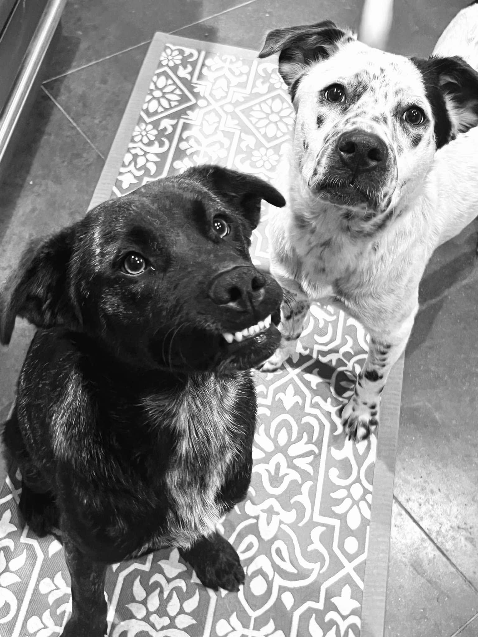 Enlarge Crumb, a Adoptable Mixed Breed in Itasca, TX image 6/6