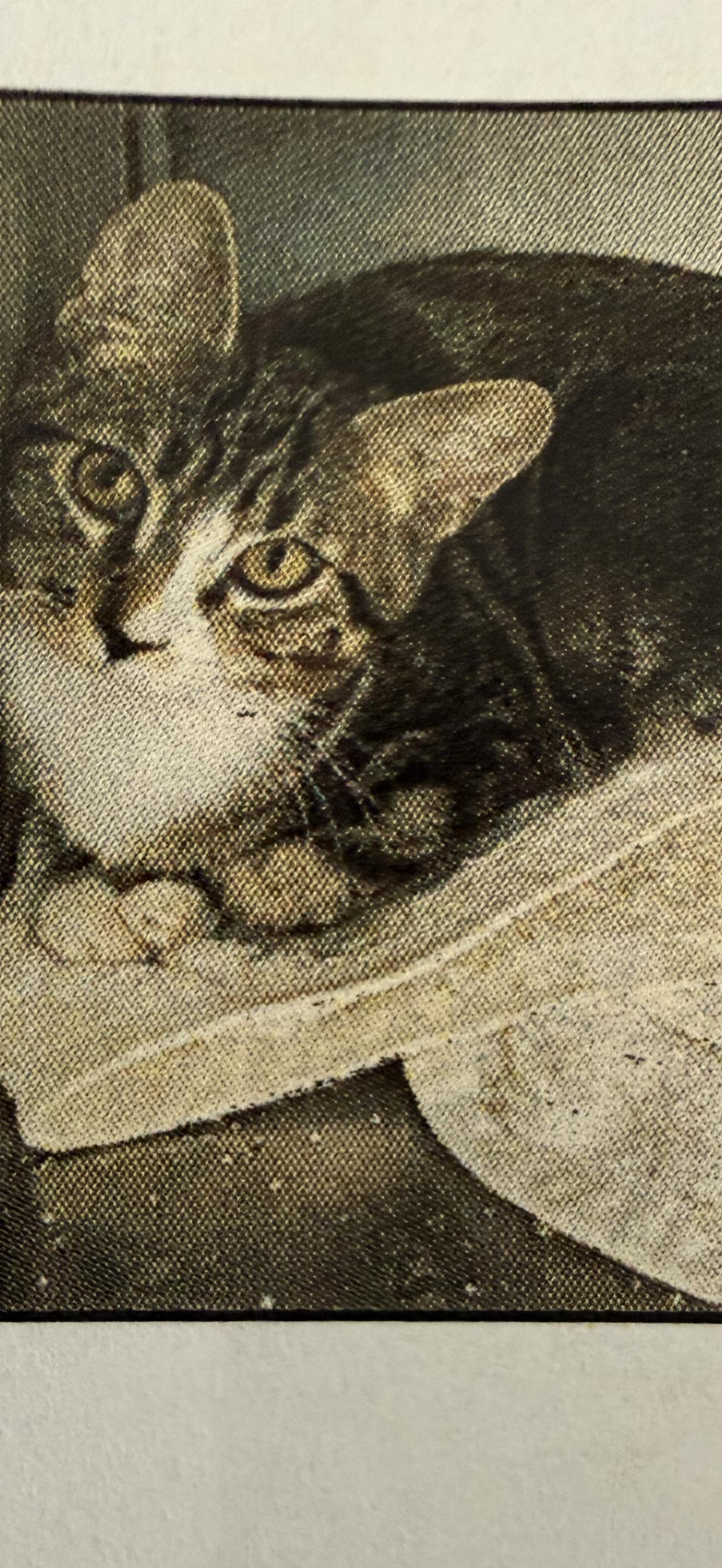 Jasper, Adoptable, Kitten Male Tabby.