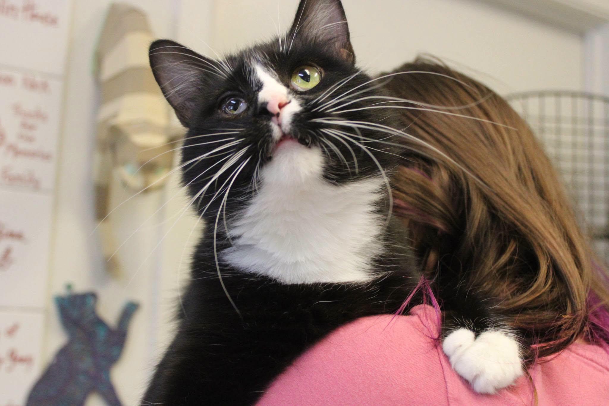 Enlarge Teddy, a Adopted Domestic Medium Hair in Weaverville, CA image 2/6