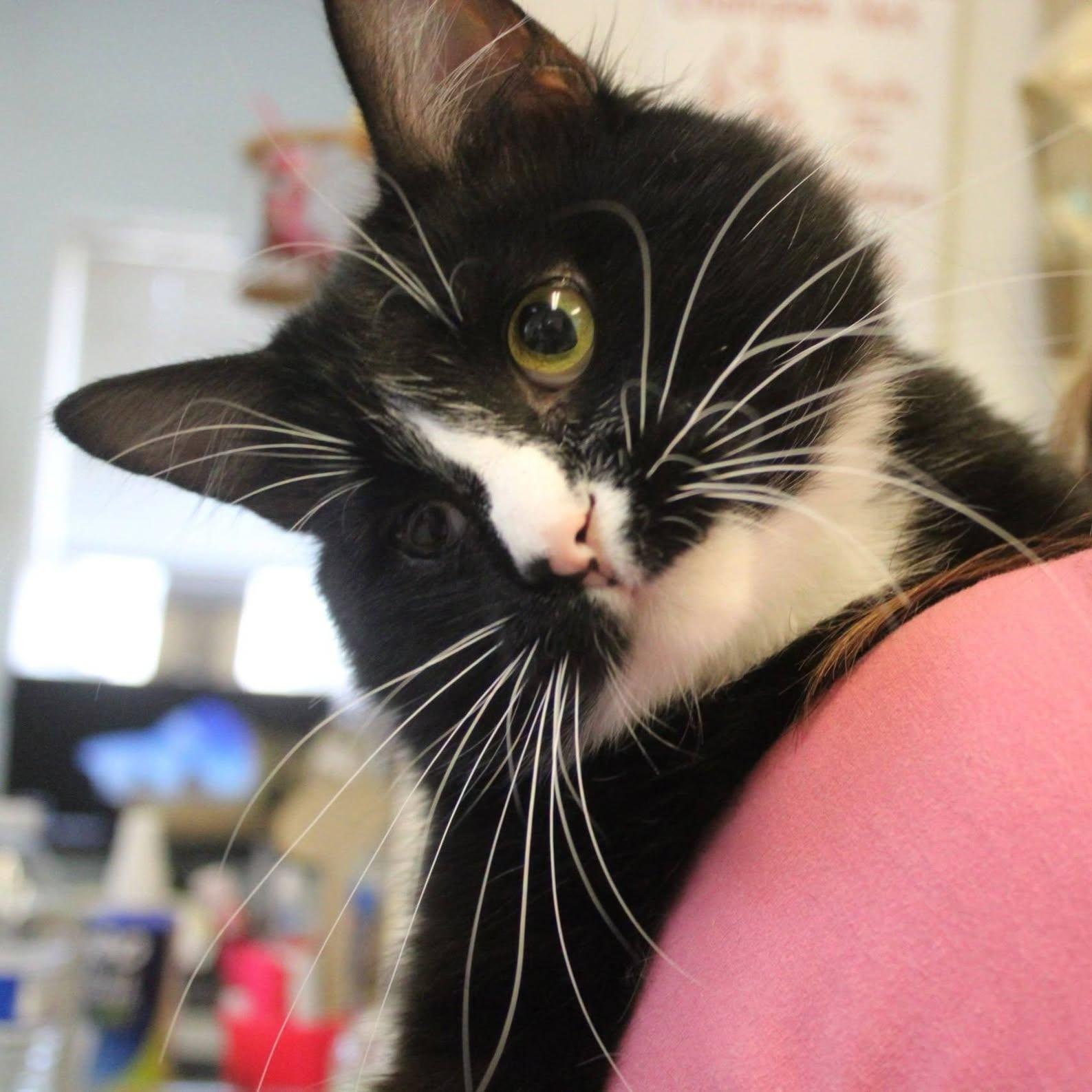 Enlarge Teddy, a Adopted Domestic Medium Hair in Weaverville, CA image 6/6