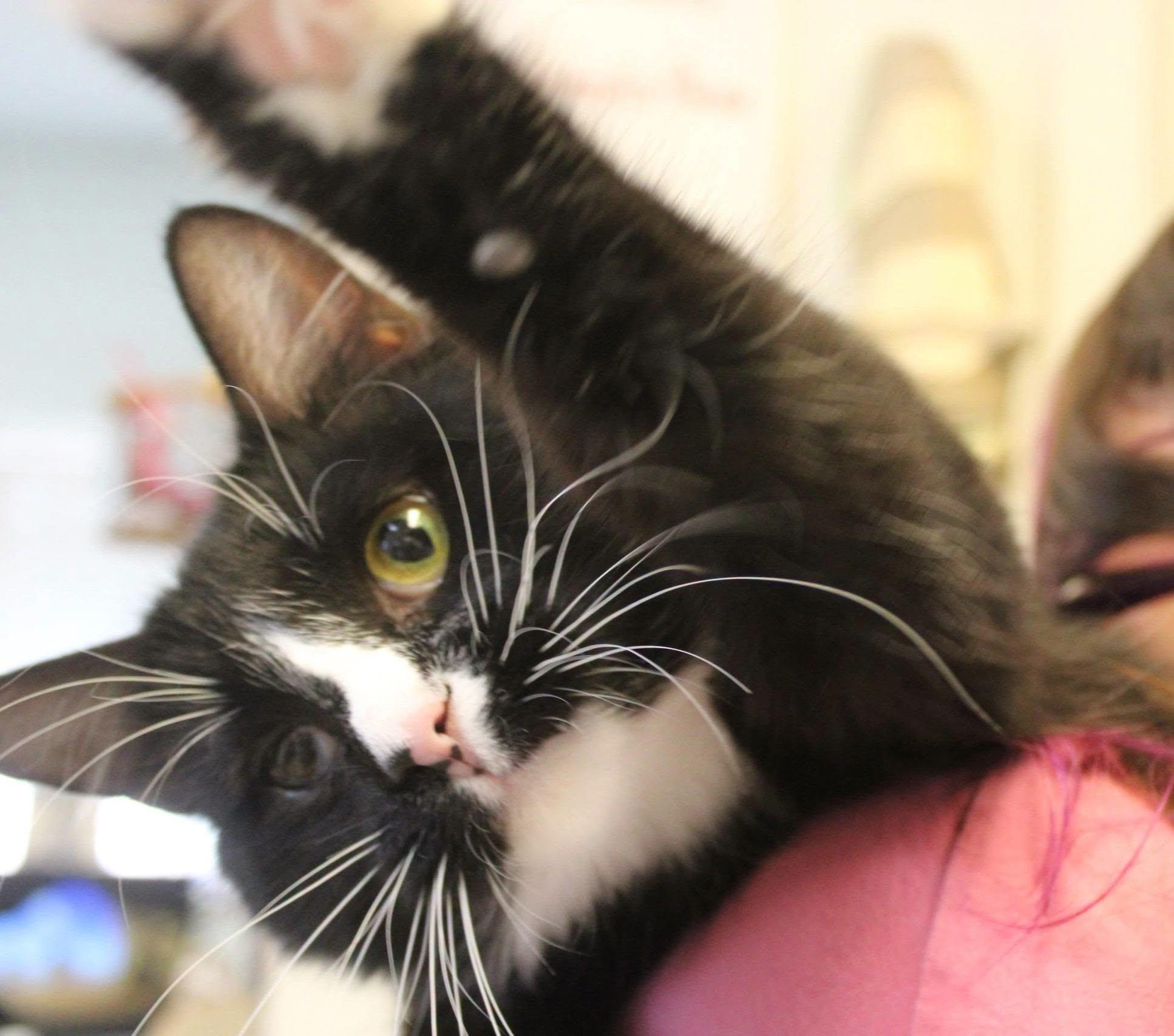 Enlarge Teddy, a Adopted Domestic Medium Hair in Weaverville, CA image 3/6