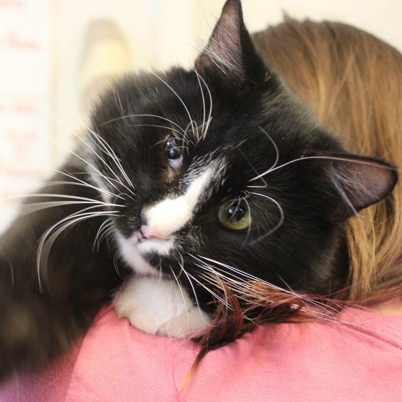 Teddy, Adopted, Young Male Domestic Medium Hair.