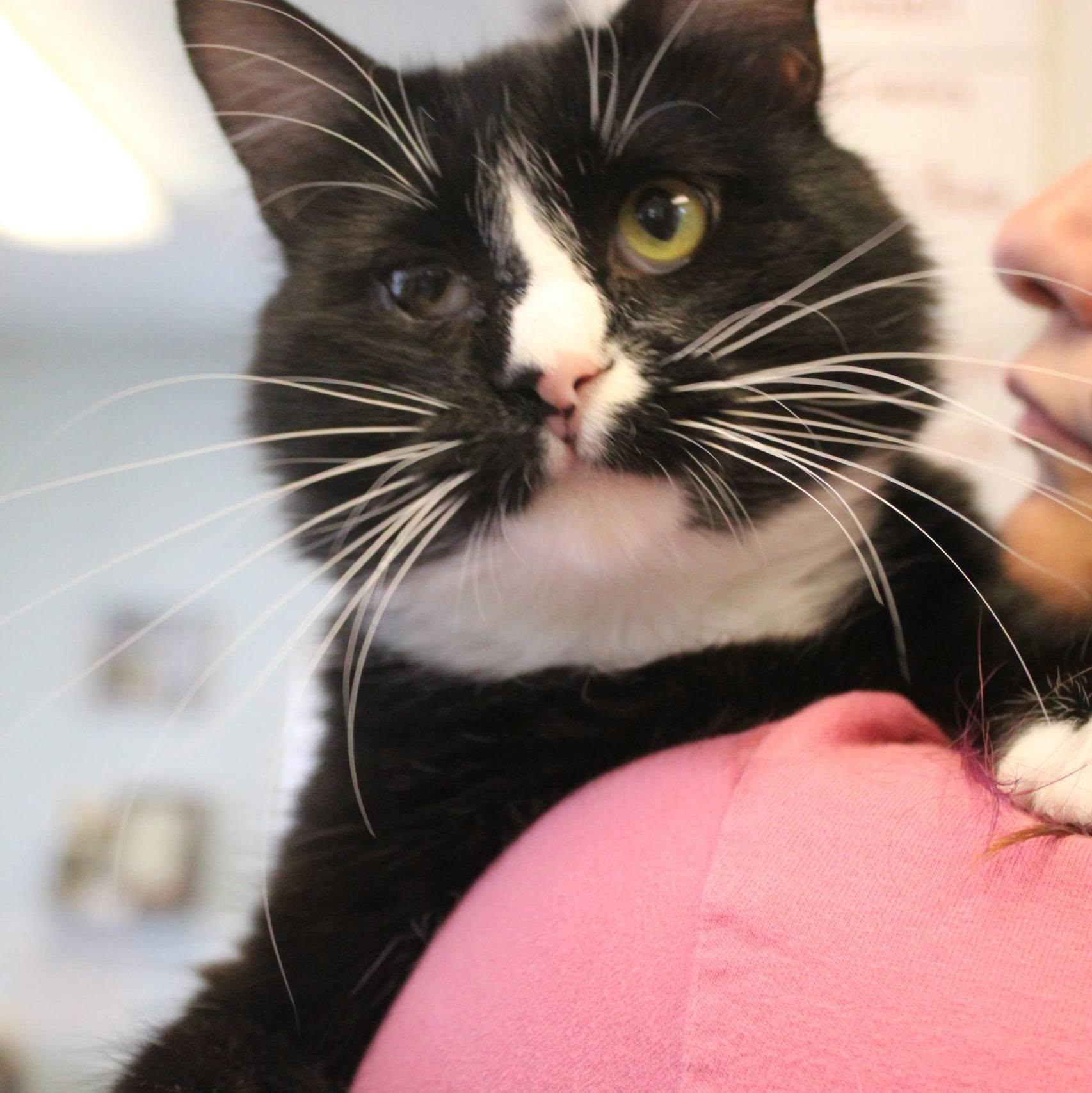 Enlarge Teddy, a Adopted Domestic Medium Hair in Weaverville, CA image 4/6
