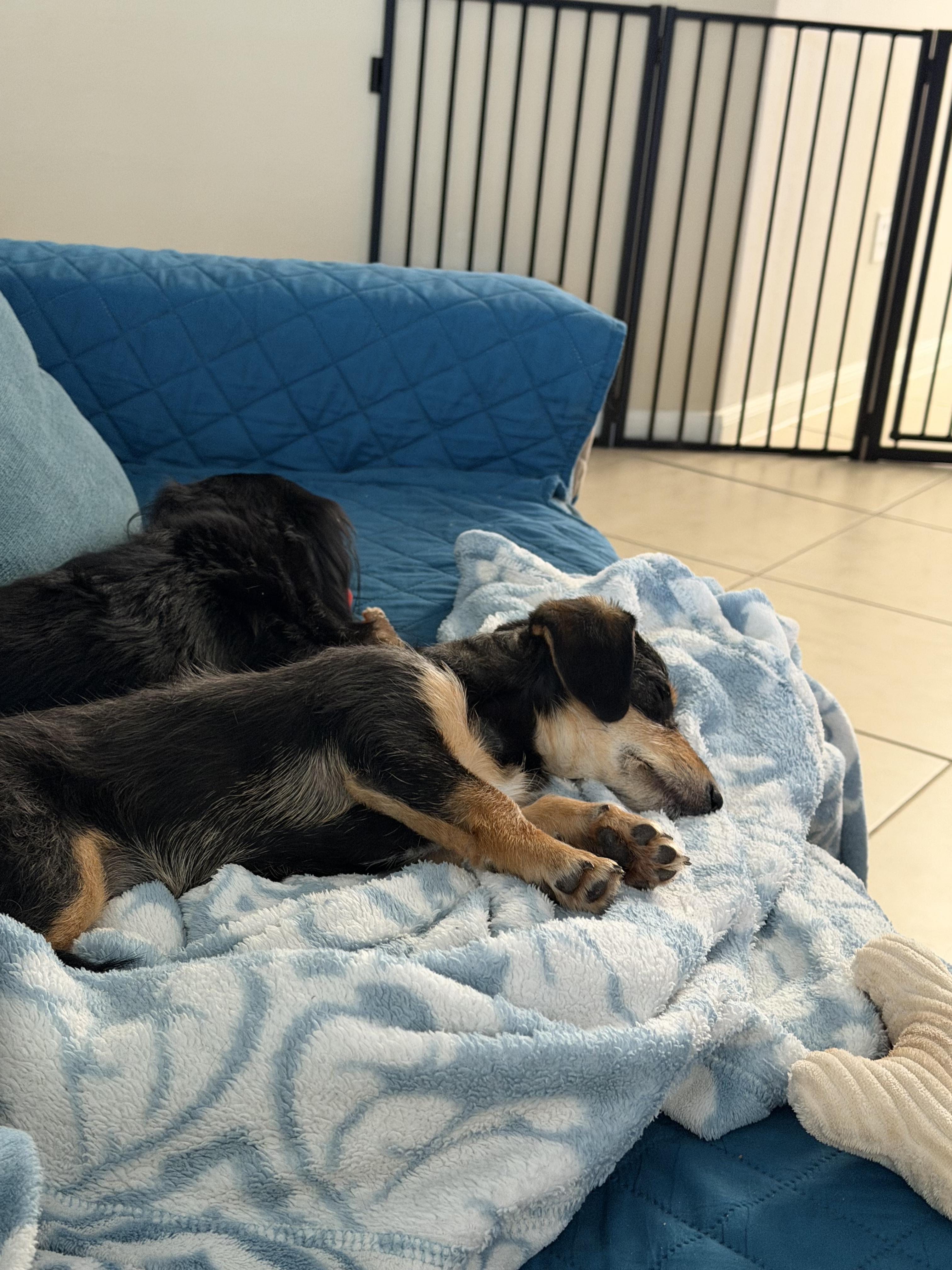 Enlarge Dasher, an adopted mixed breed in Pflugerville, TX image 3/6