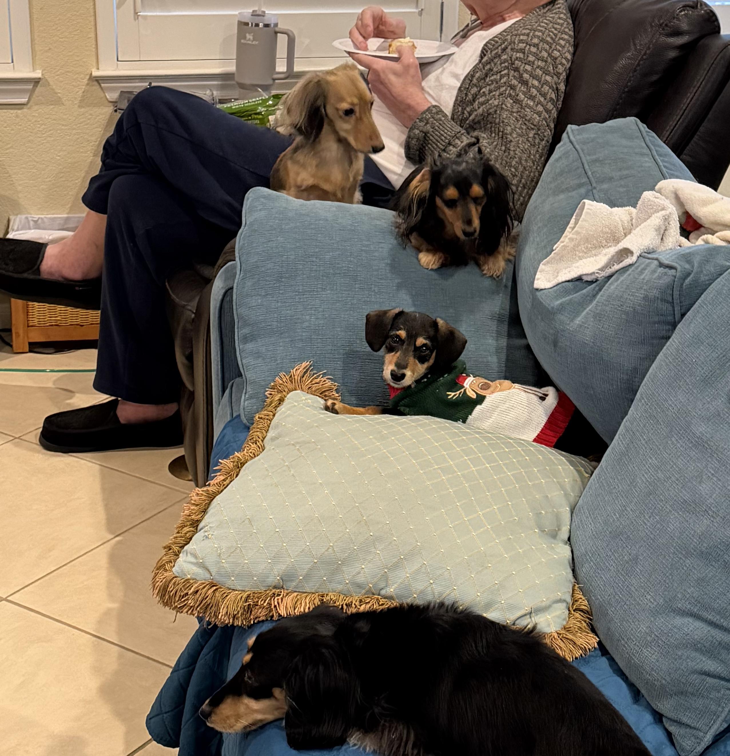 Enlarge Dasher, an adopted mixed breed in Pflugerville, TX image 6/6