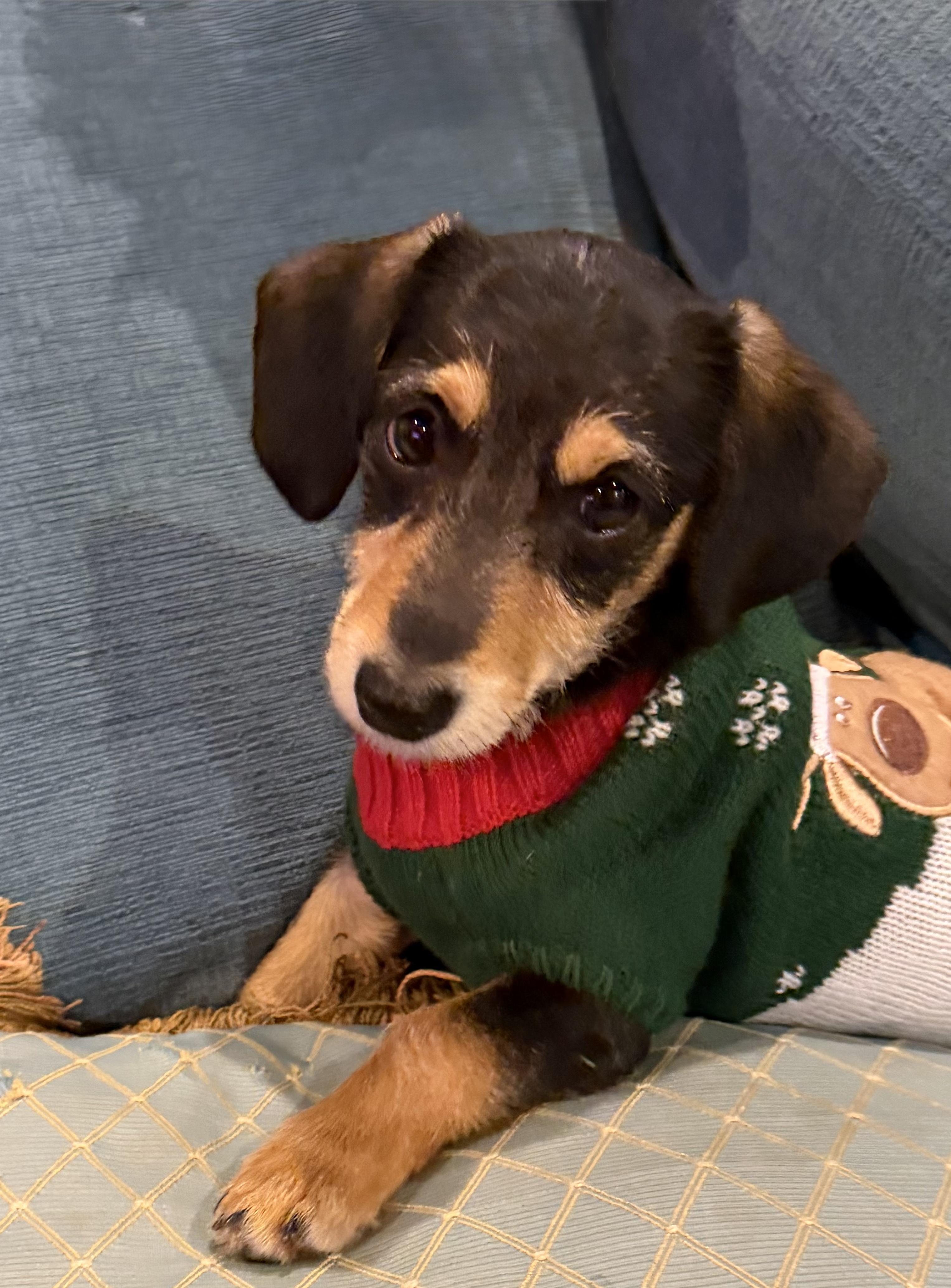 Enlarge Dasher, an adopted mixed breed in Pflugerville, TX image 1/6