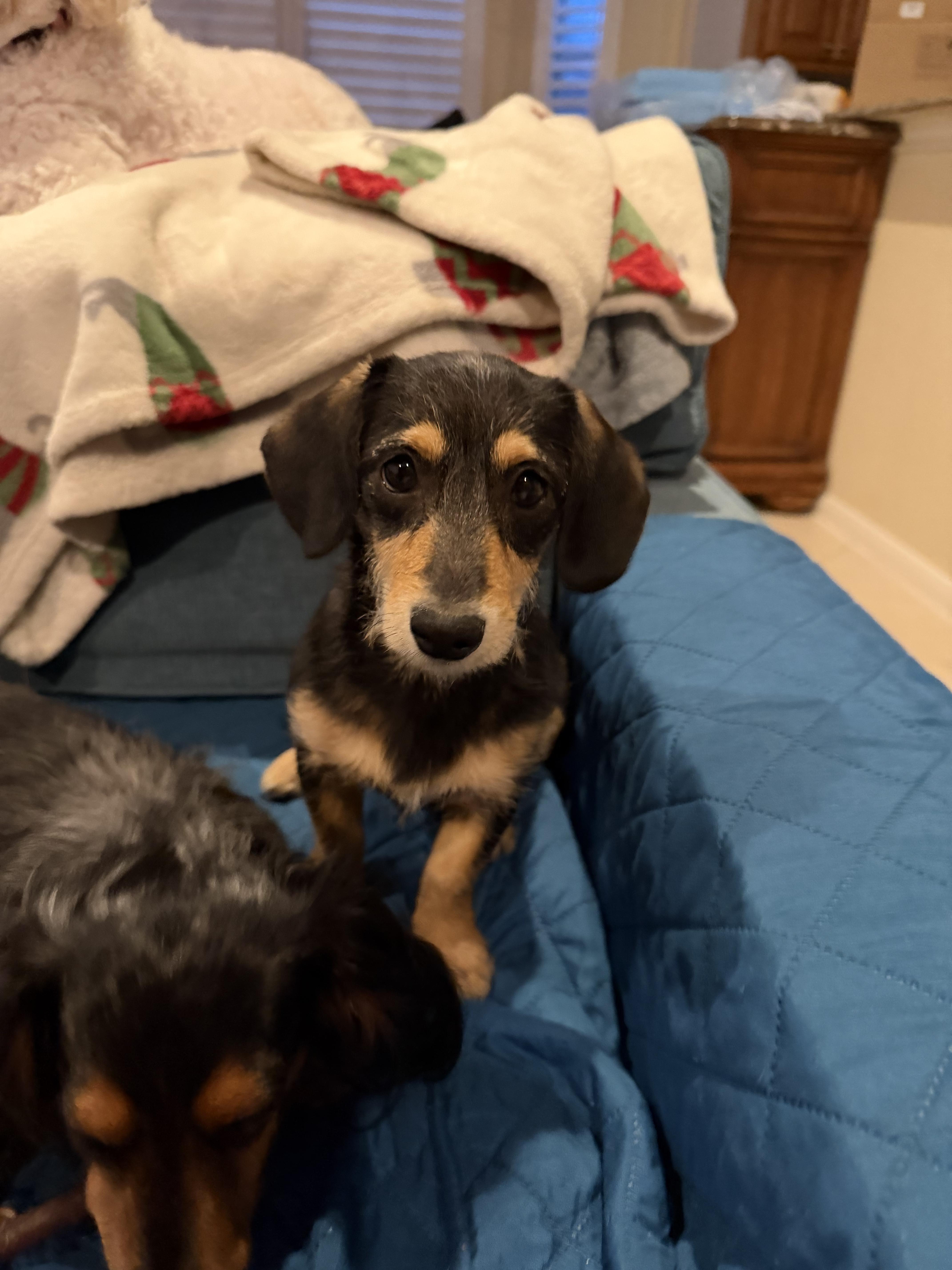 Enlarge Dasher, an adopted mixed breed in Pflugerville, TX image 2/6