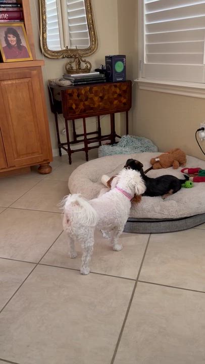 Enlarge Dasher, an adopted mixed breed in Pflugerville, TX video 4/6