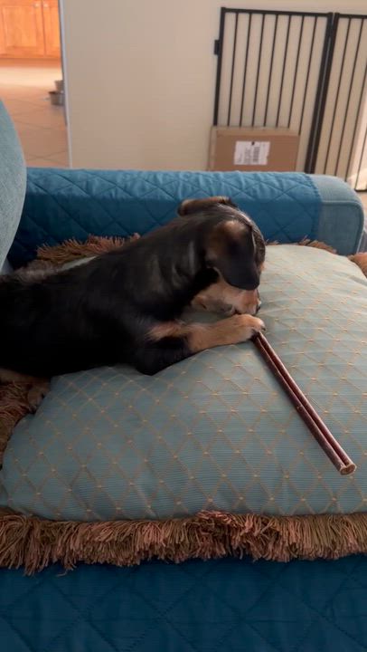 Enlarge Dasher, an adopted mixed breed in Pflugerville, TX video 5/6