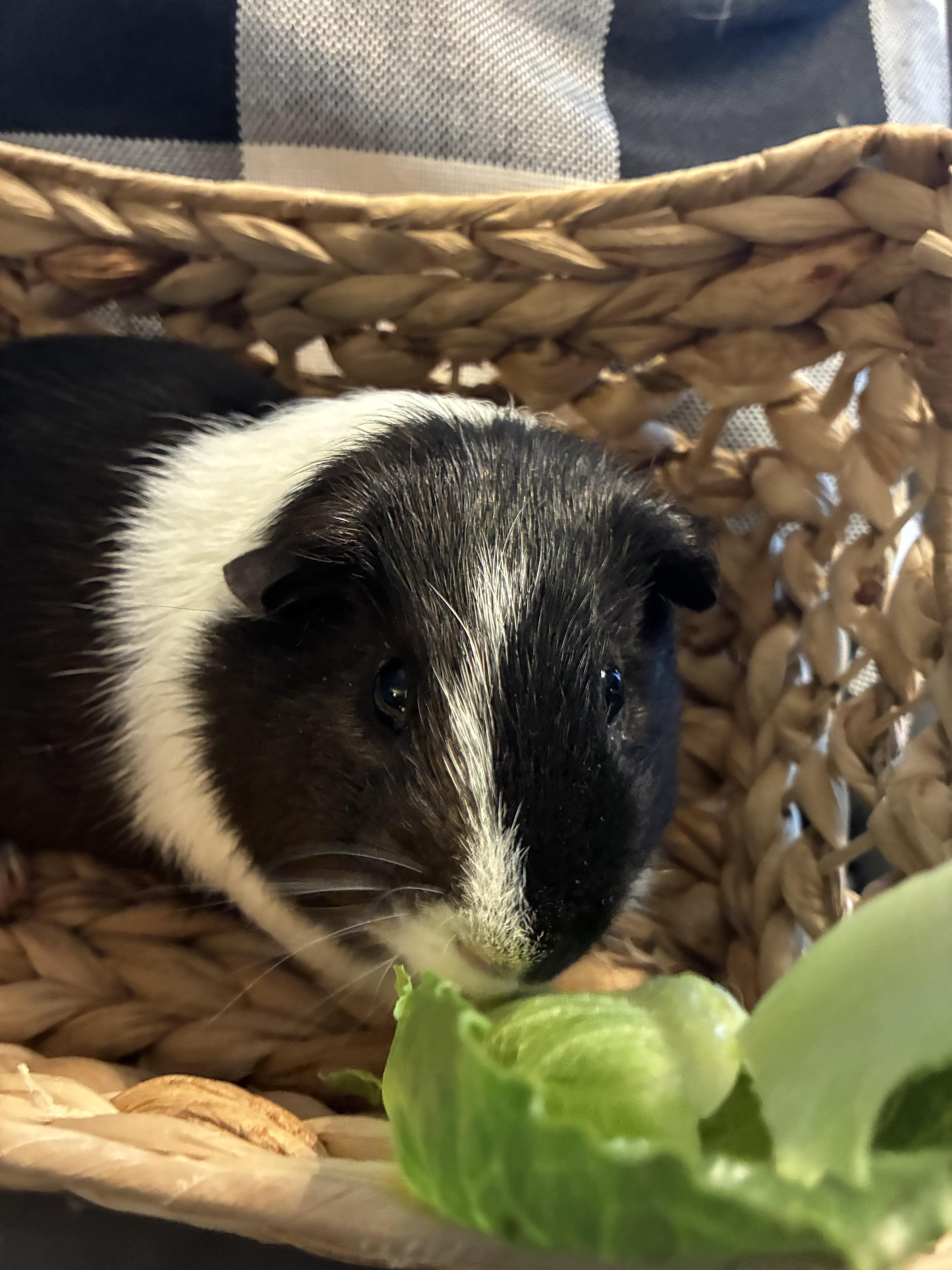 Enlarge Little pig , a ADOPTABLE Guinea Pig in Saint Louis, MO image 3/4