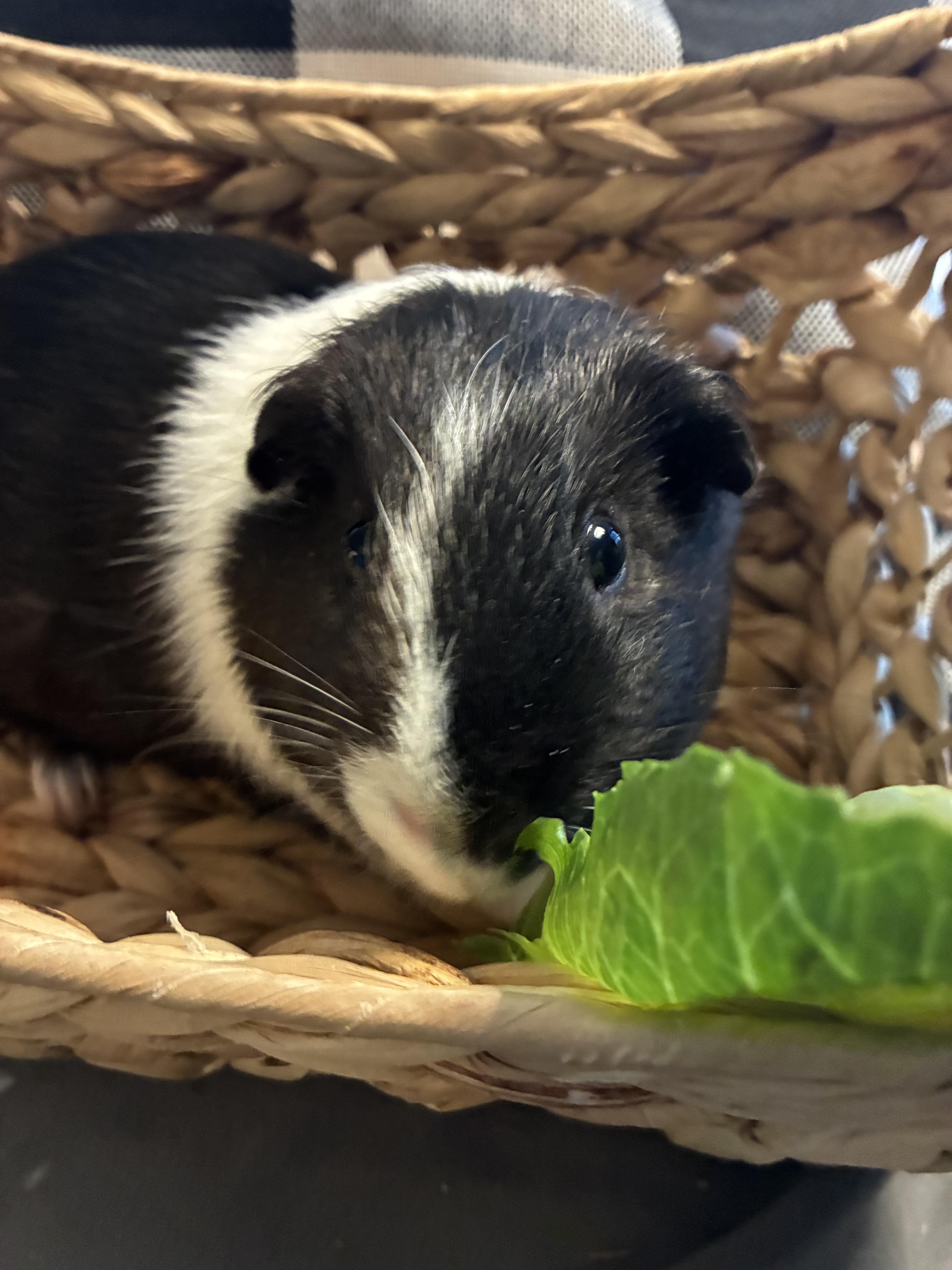Enlarge Little pig , a ADOPTABLE Guinea Pig in Saint Louis, MO image 4/4