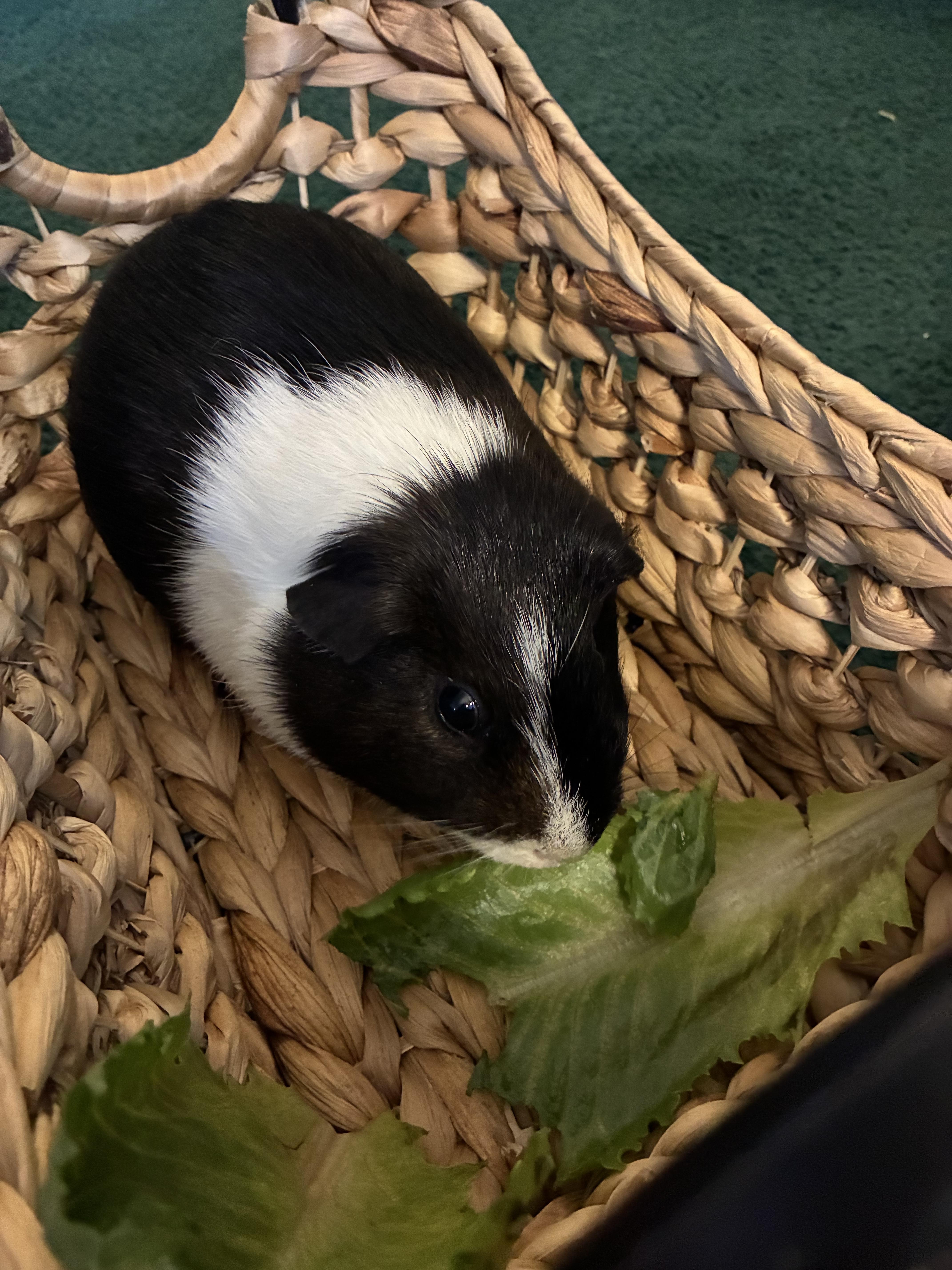 Enlarge Little pig , a ADOPTABLE Guinea Pig in Saint Louis, MO image 2/4