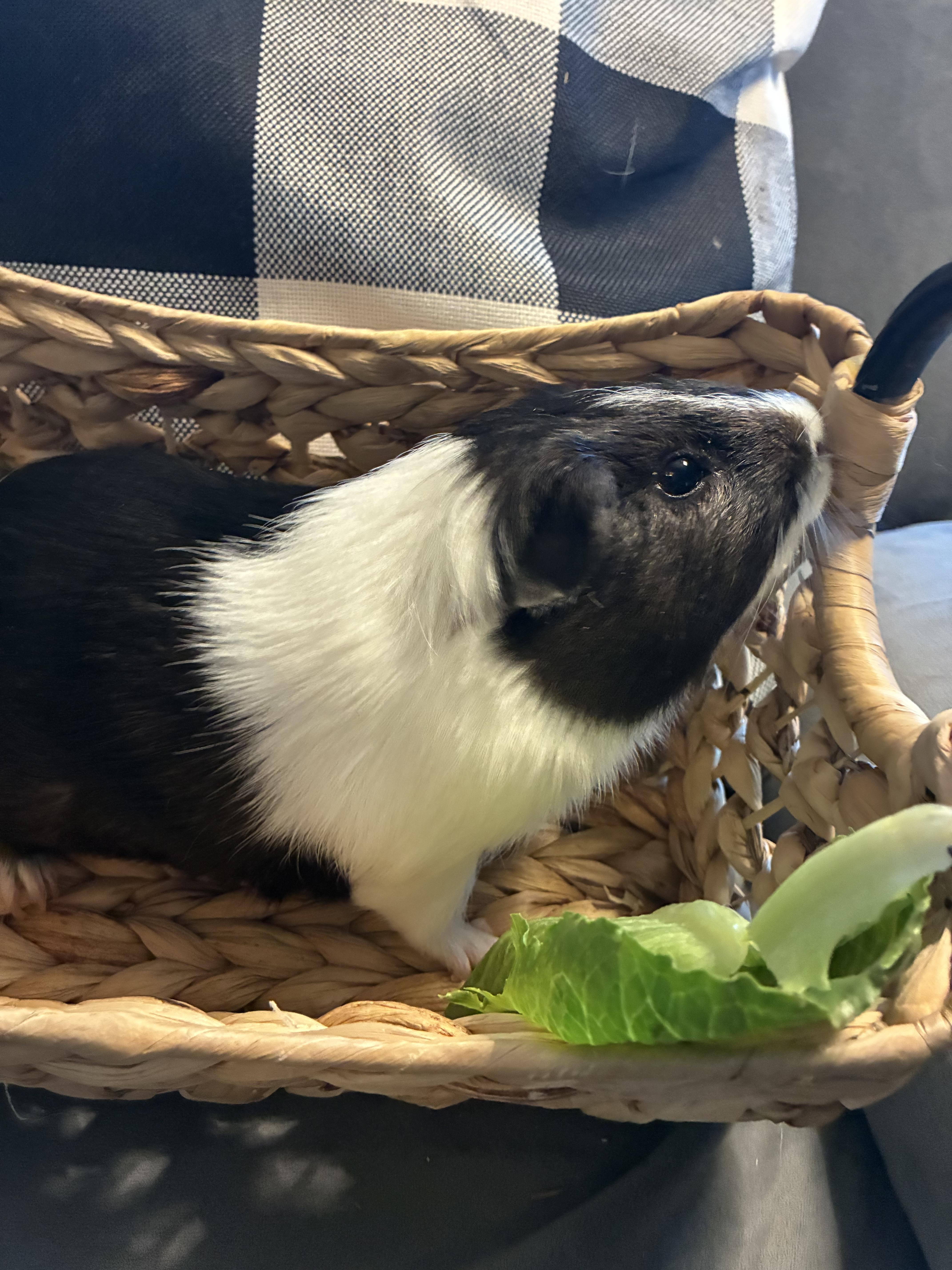 Little pig , ADOPTABLE, Adult Male Guinea Pig.