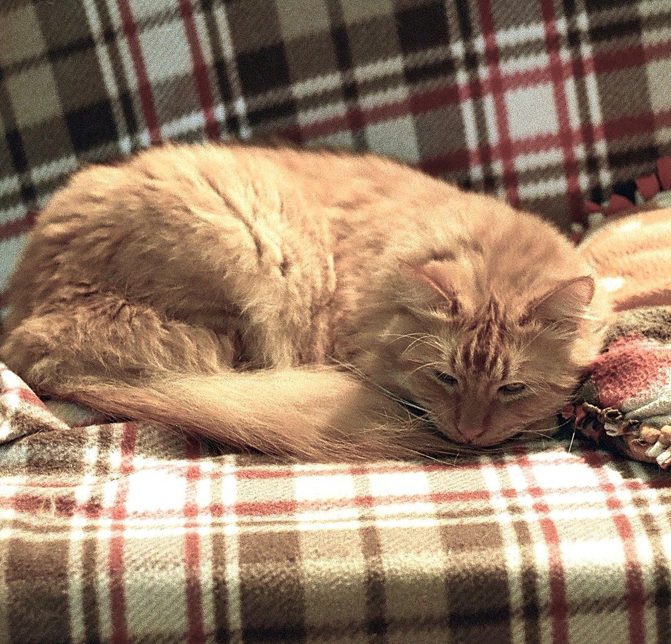 Wetzel, Adoptable, Adult Male Domestic Long Hair & Tabby.