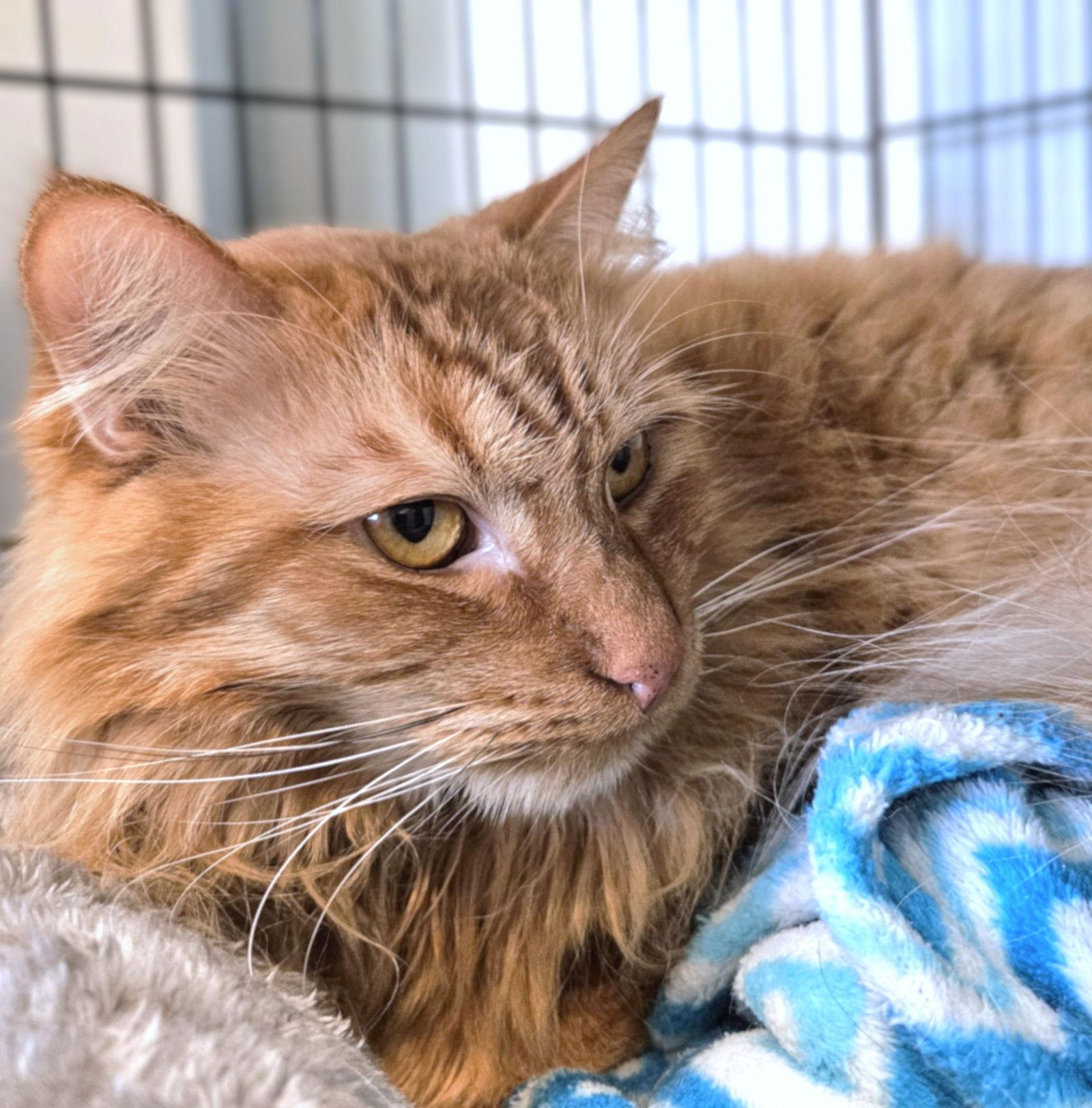 Wetzel, a Adoptable mixed breed in Springfield, OR image 3/3