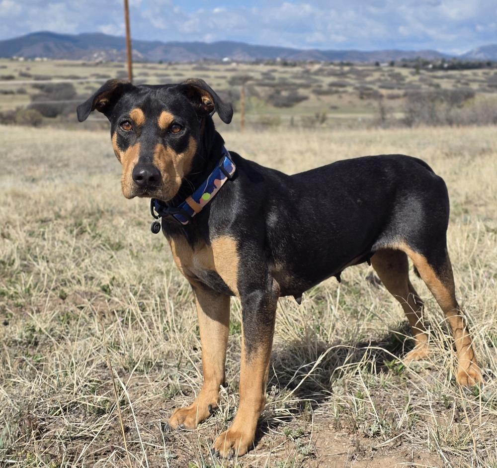 Enlarge Lady HW+, a Adoptable mixed breed in Sedalia, CO image 1/6