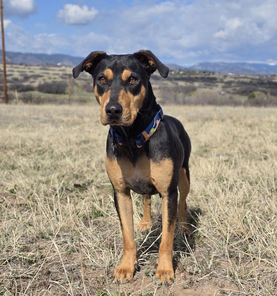 Enlarge Lady HW+, a Adoptable mixed breed in Sedalia, CO image 2/6