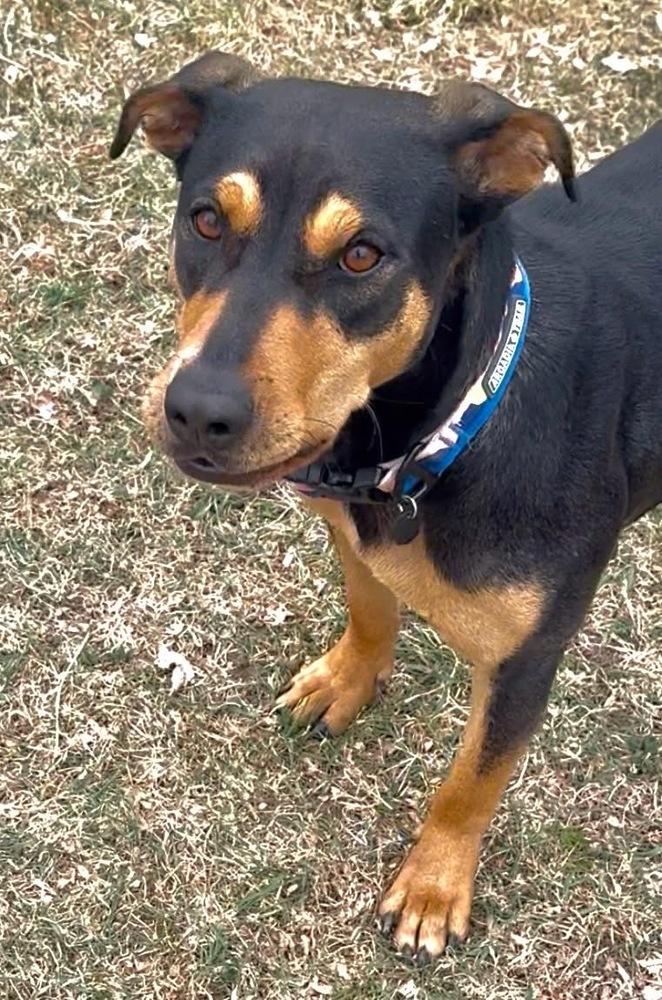 Enlarge Lady HW+, a Adoptable mixed breed in Sedalia, CO image 3/6