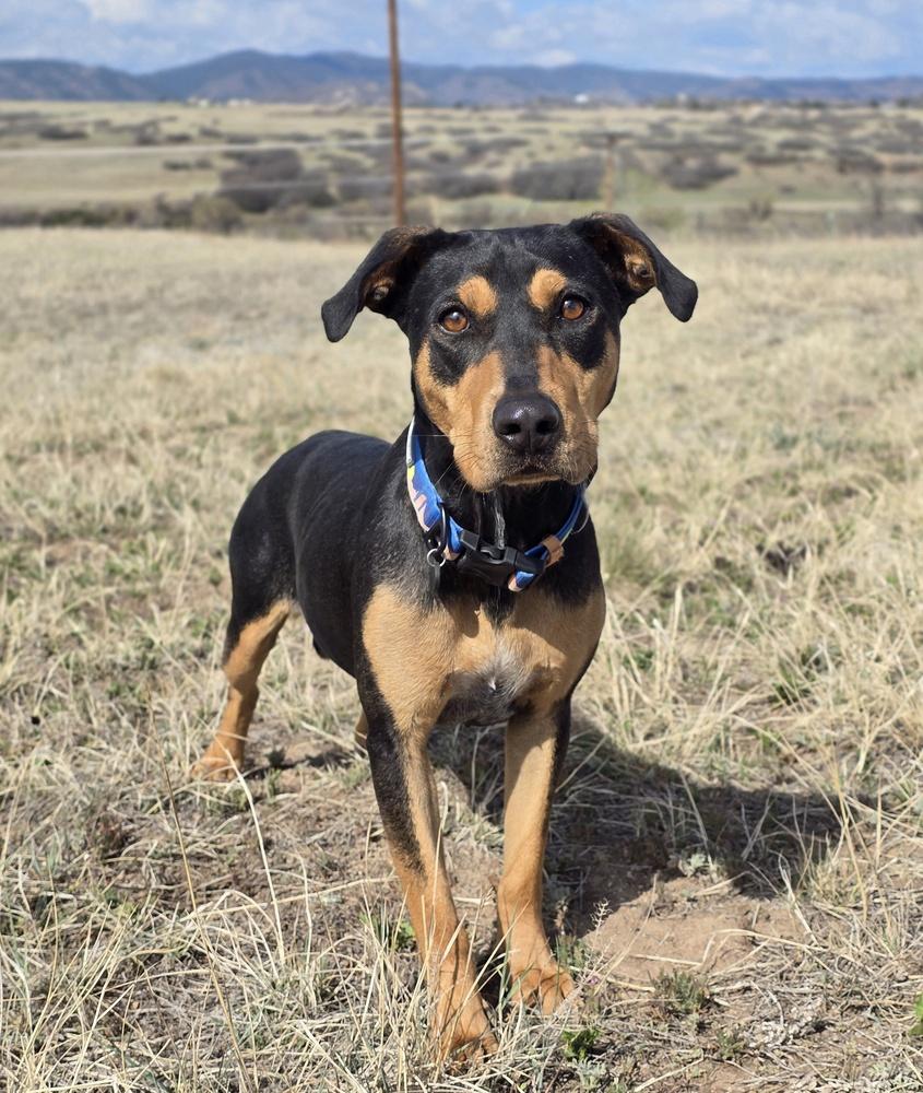 Enlarge Lady HW+, a Adoptable mixed breed in Sedalia, CO image 4/6