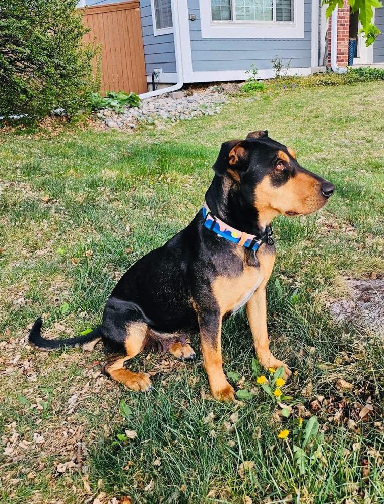 Enlarge Lady HW+, a Adoptable mixed breed in Sedalia, CO image 5/6