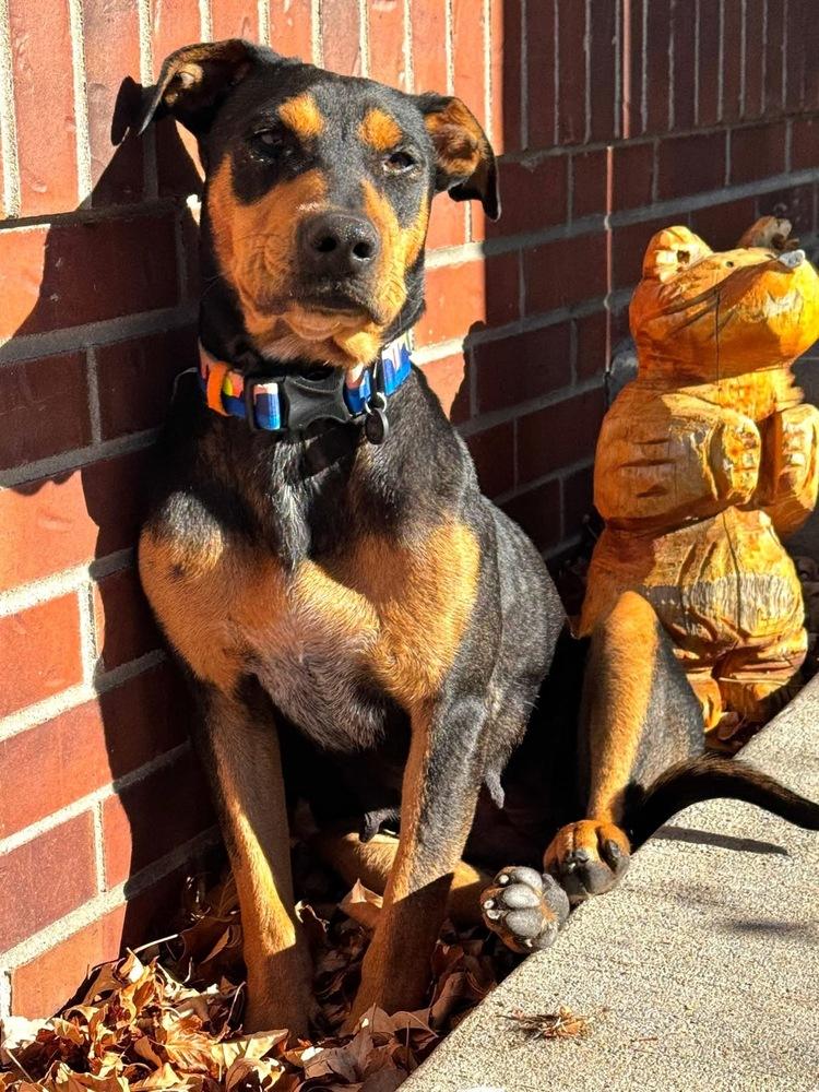 Enlarge Lady HW+, a Adoptable mixed breed in Sedalia, CO image 6/6