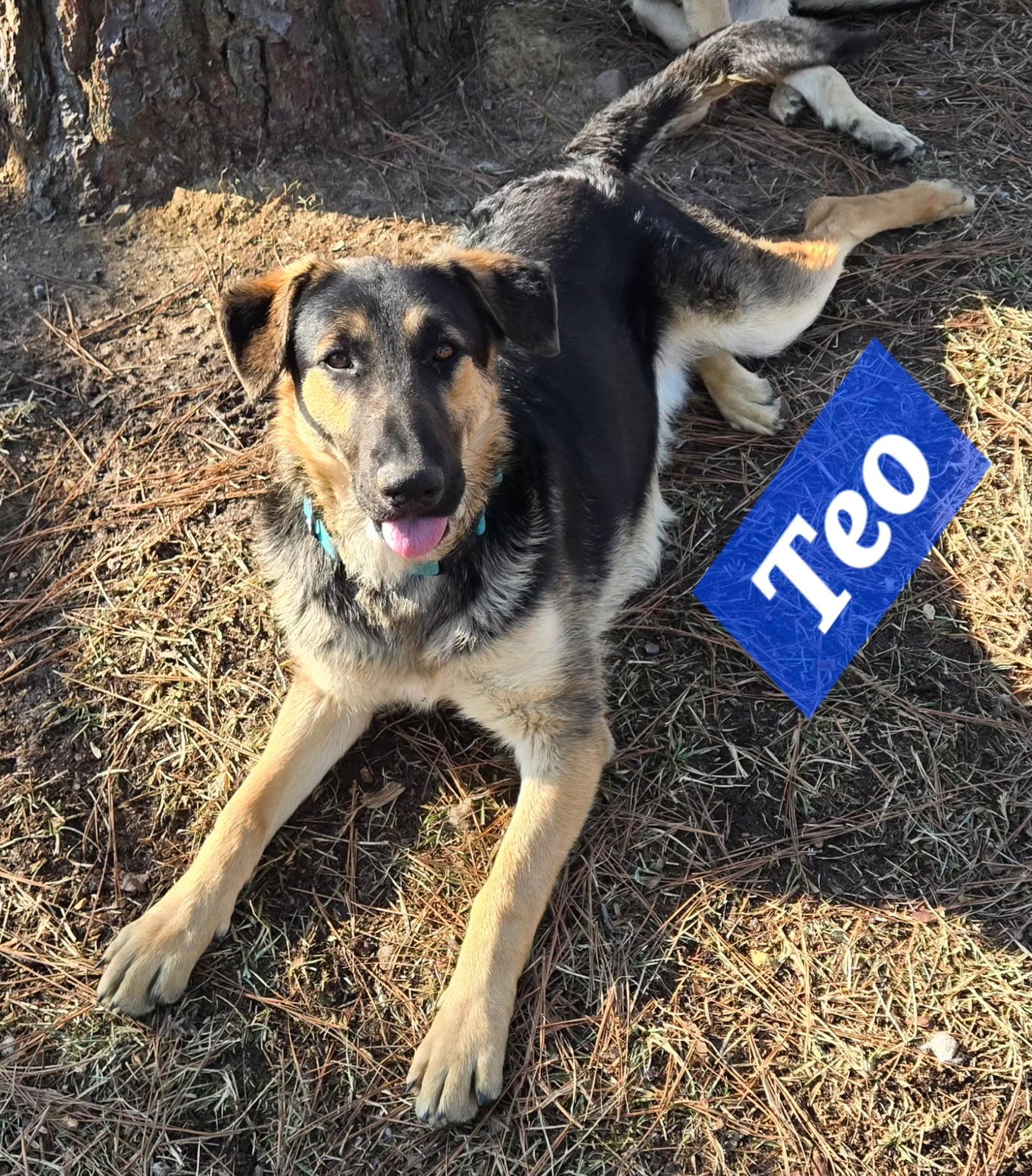 Teo, adopted, Young Male German Shepherd Dog & Australian Shepherd.