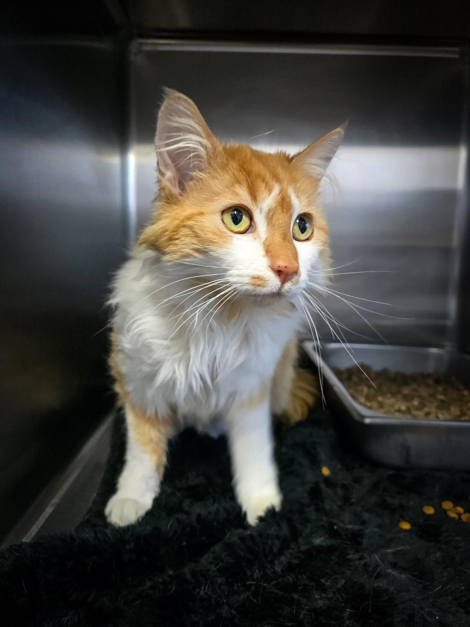 Enlarge Marigold, an adopted Domestic Long Hair in Prineville, OR image 1/1