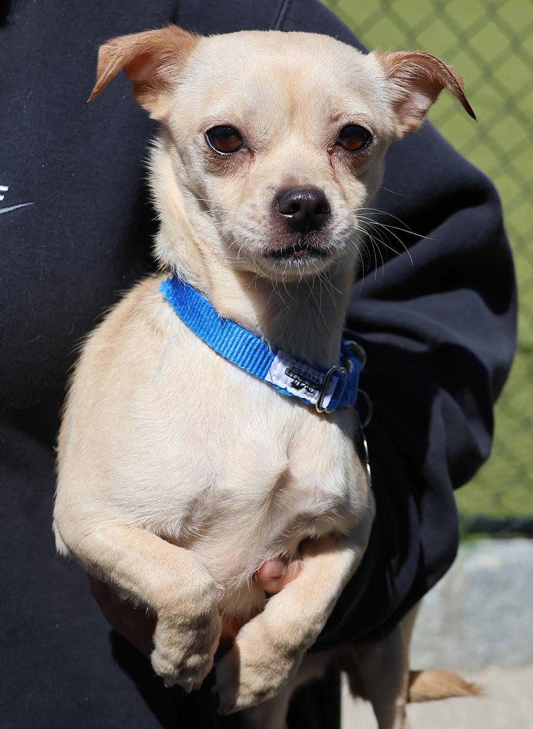 Enlarge Bean, an adopted mixed breed in Harrison, NY image 2/3