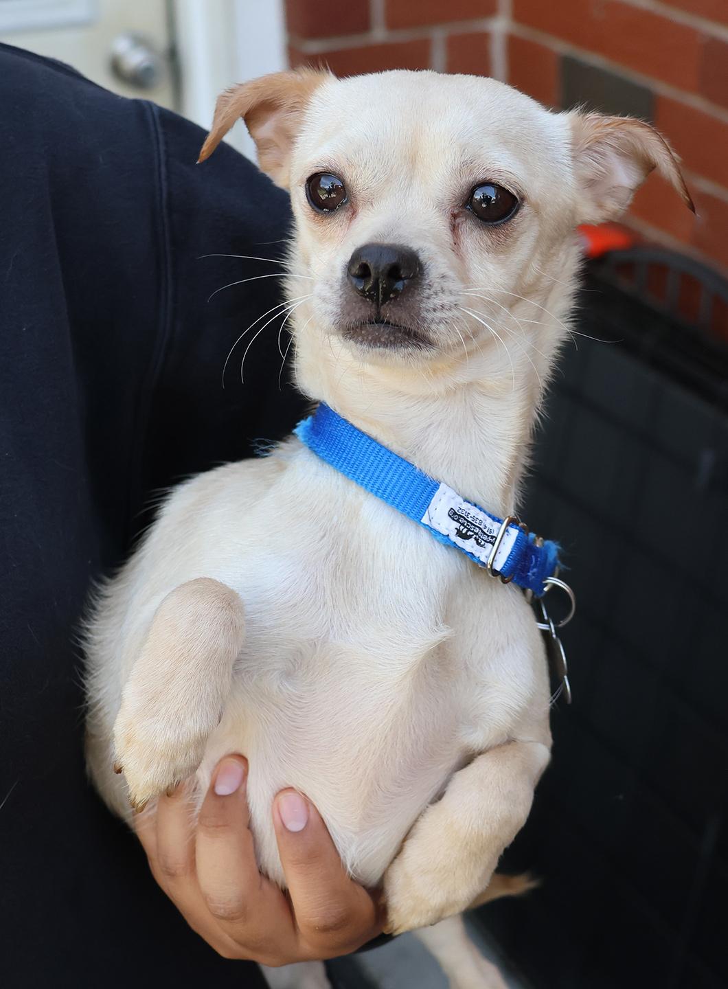 Enlarge Bean, an adopted mixed breed in Harrison, NY image 1/3