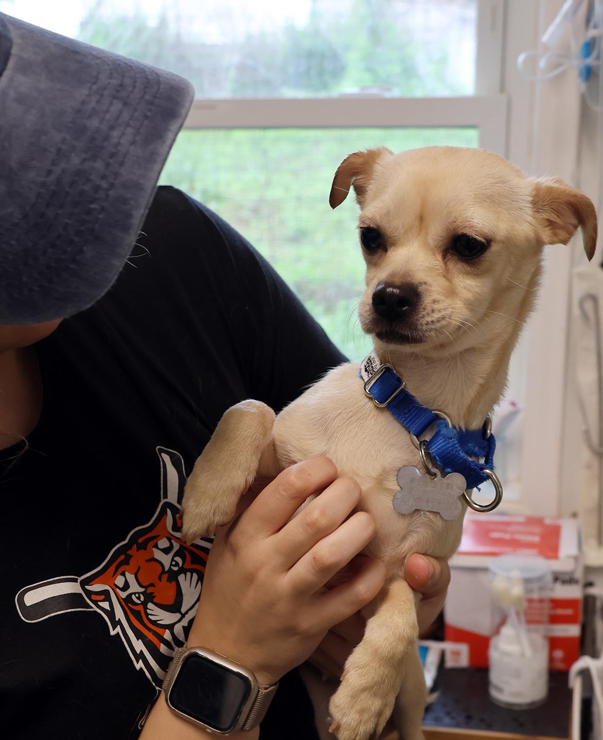 Enlarge Bean, an adopted mixed breed in Harrison, NY image 3/3